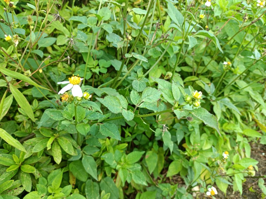 鬼针草功效与作用及禁忌图片,农村鬼针草有什么功效