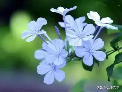 花语大全100种花图片,100种花的花语太全了