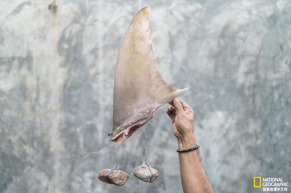 鱼翅贸易,为什么打击电商