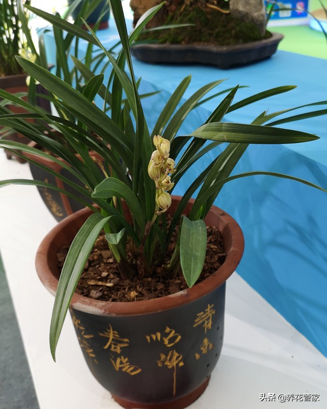 十大品种的兰花有哪几种,10月份开花的兰花品种多少钱一棵