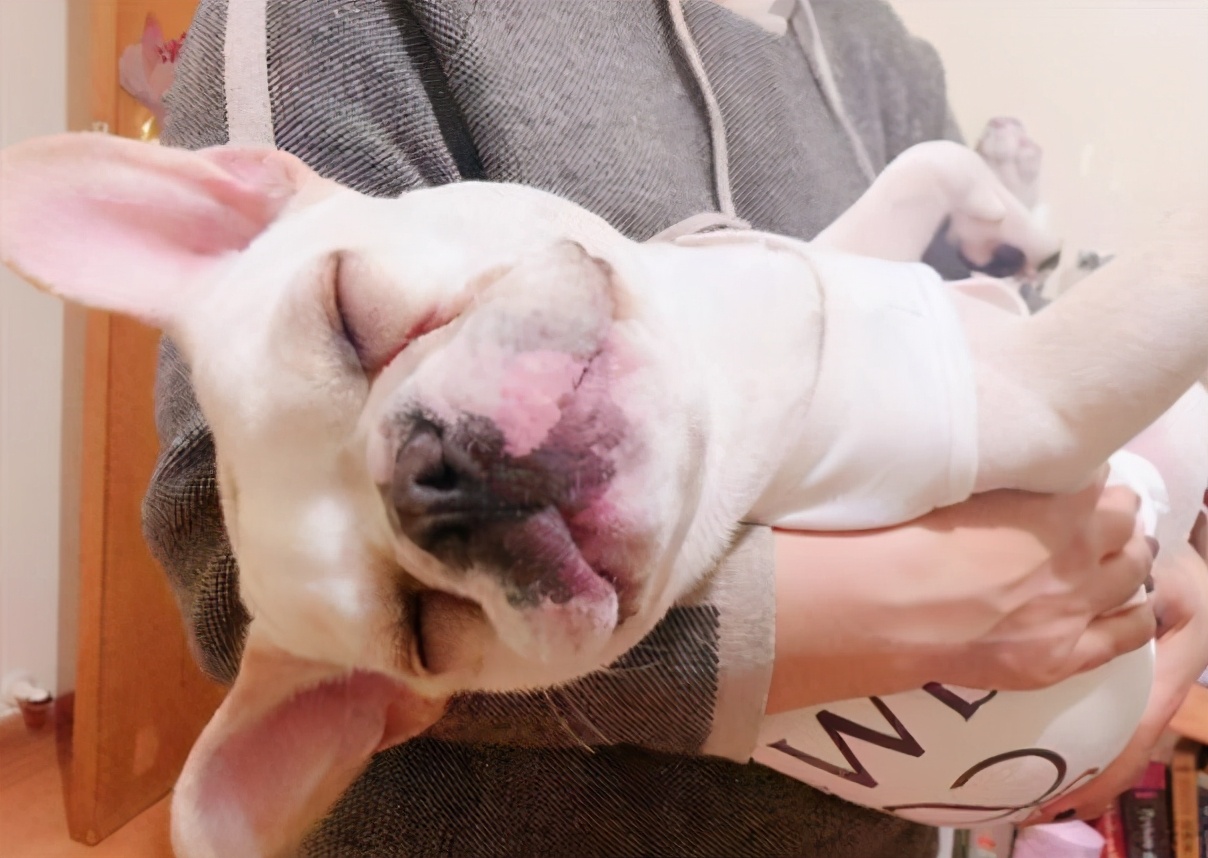 法国斗牛犬有多弱,法国斗牛犬注意事项