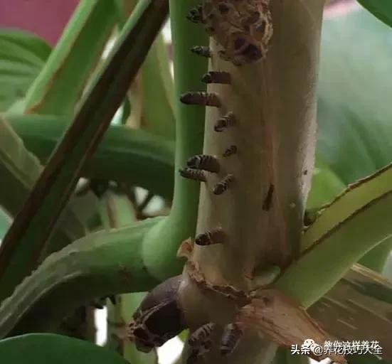 绿萝不花钱怎么可以养得更旺盛,绿萝水养放什么长得快