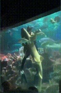 每日一笑看完你能不能忍住不笑,每日一笑看了让你笑