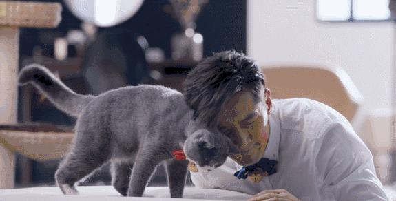 这部温情的撸猫片，让我哭得溃不成军，这是全世界猫*党**的胜利