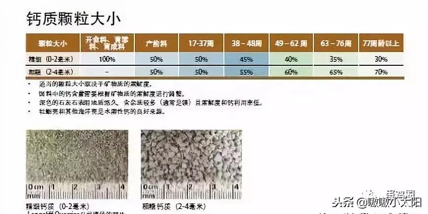 蛋壳是如何形成的？破蛋、软蛋多是咋回事？