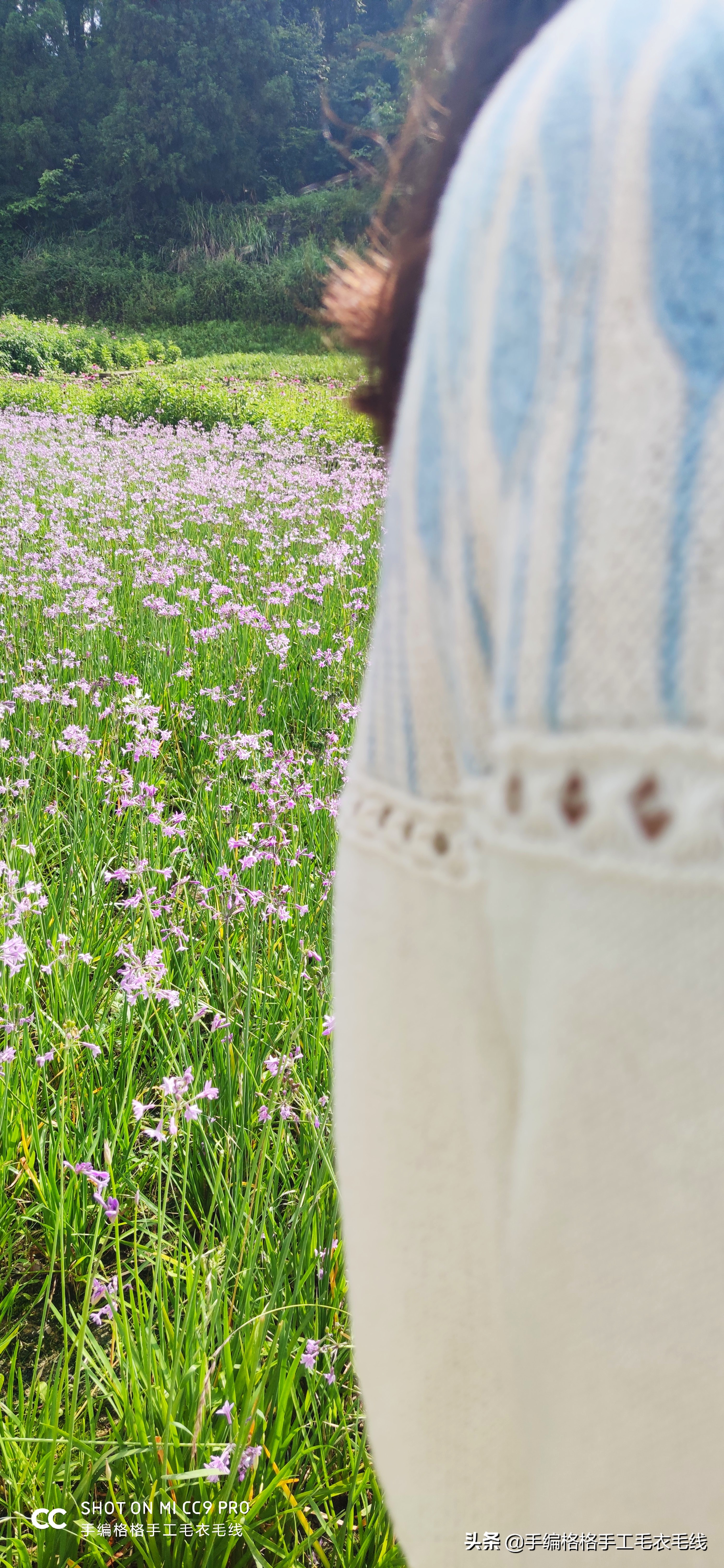 澳洲郁金香花语,郁金香花语教程全集