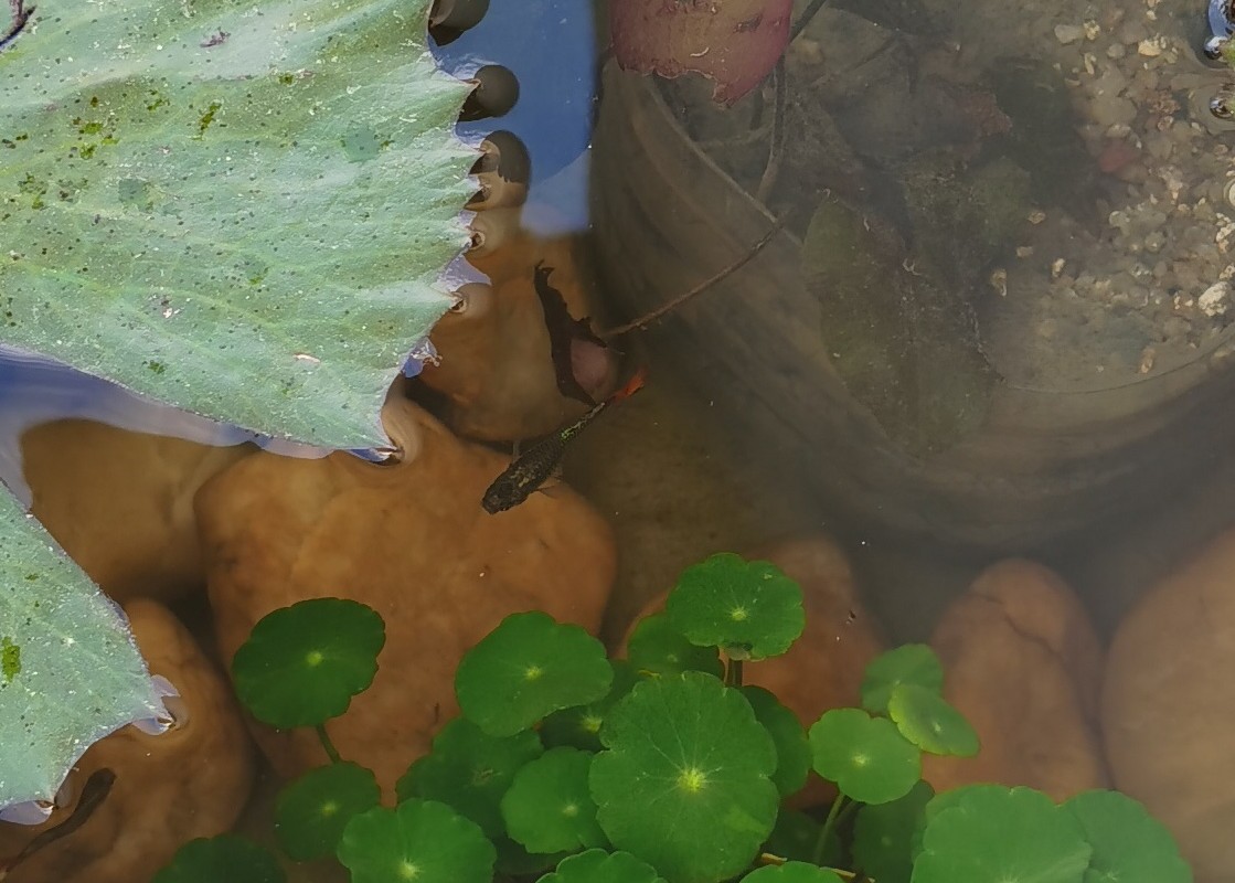 浅水缸养睡莲和鱼的方法,过滤陶缸养殖睡莲