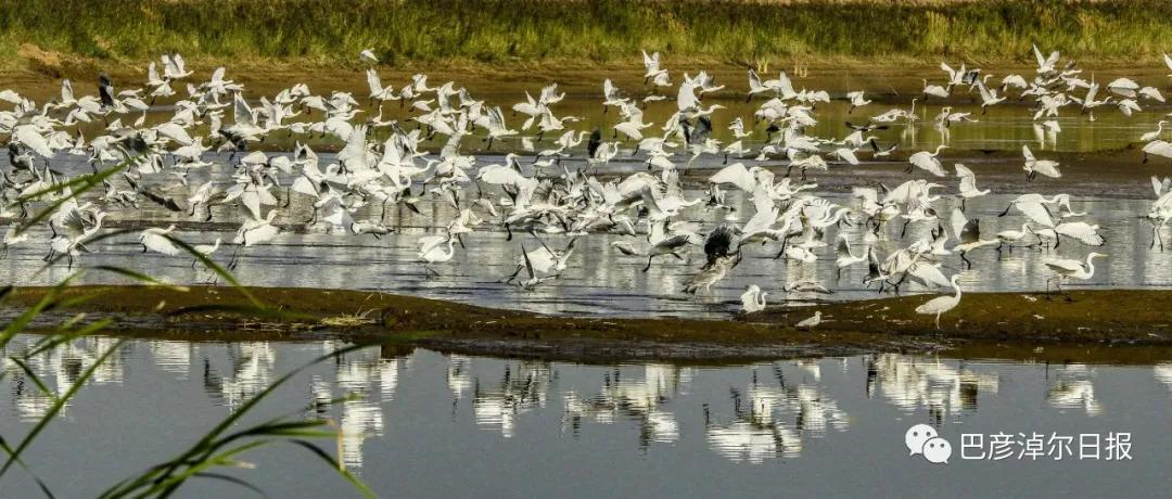 磴口南湖的苍鹭“斗舞”了，大家快来看
