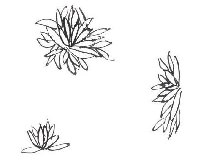 写意花鸟画技法菊,写意菊的画法教程