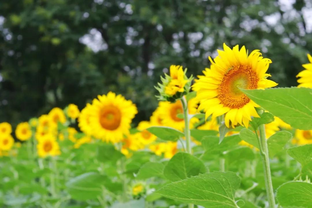 北京人少景美赏秋的公园,北京赏秋中山公园