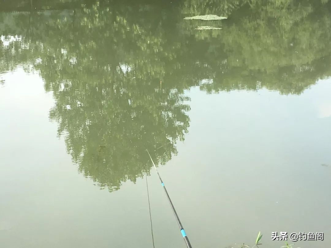 新手钓黑坑的入门鱼竿,黑坑3.9与3.6的鱼竿选哪个最合适