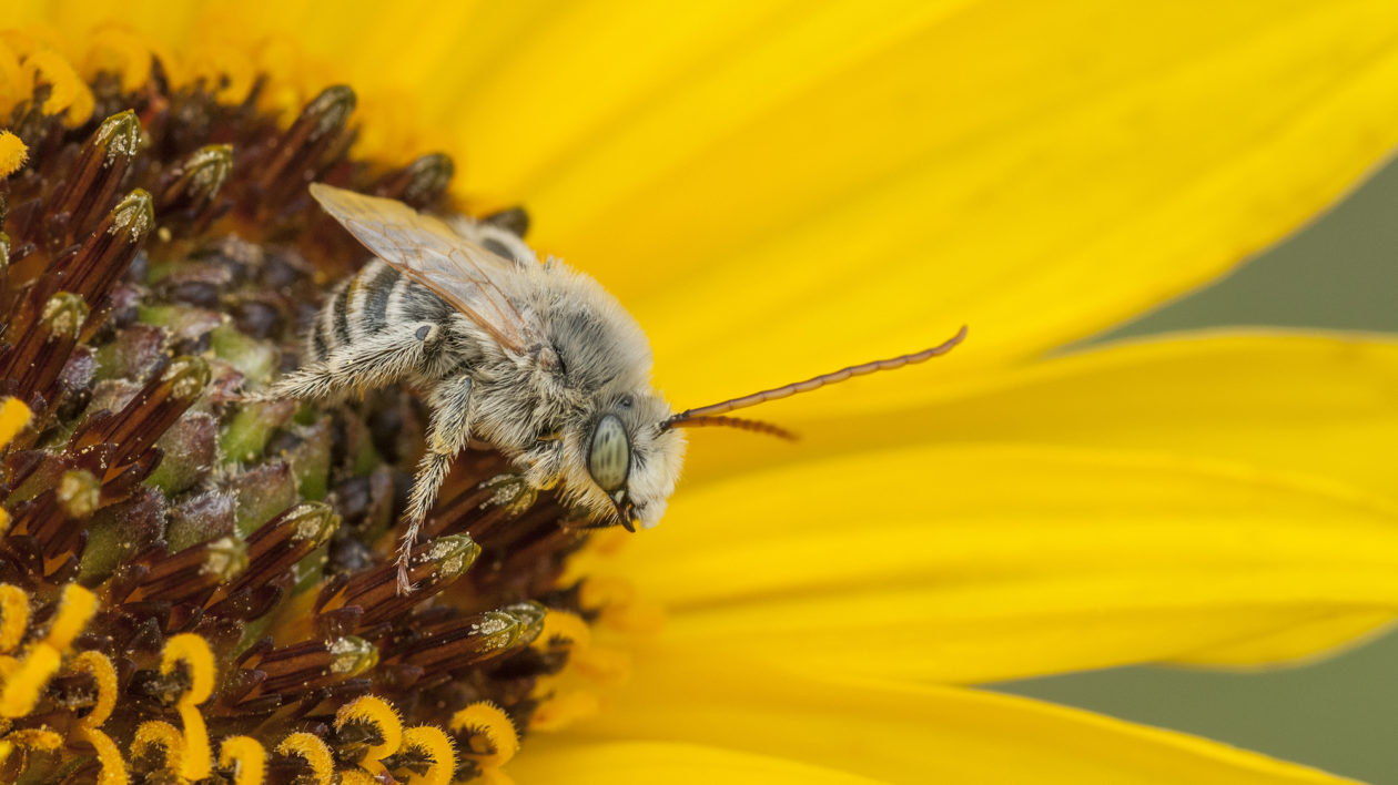 蜜蜂介绍科普视频,蜜蜂科普观世界