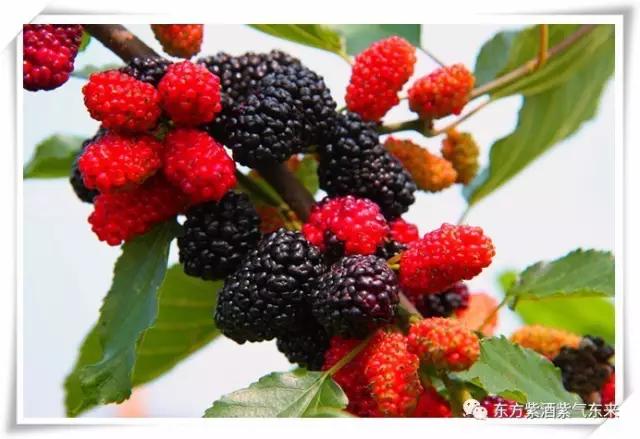 一杯紫酒，轻松周末，采摘品鉴邀您相约