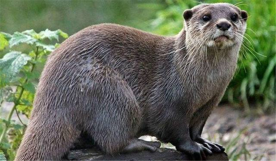 平头哥被雄狮咬死,平头哥挑战老虎被咬死