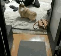 这条狗像极了自己的一生,你瞧这条狗原版