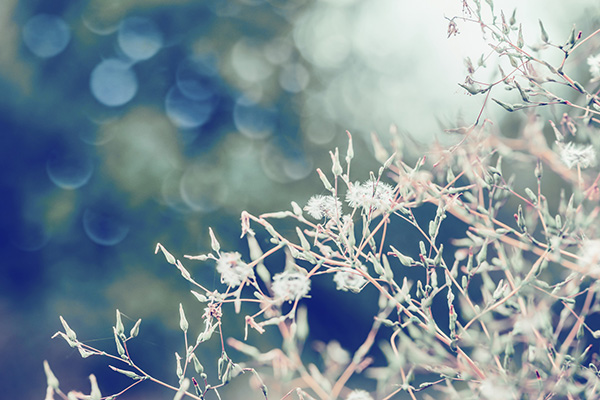 今日秋分秋色平分岁月无恙,秋分已过秋意渐浓又闻桂花香