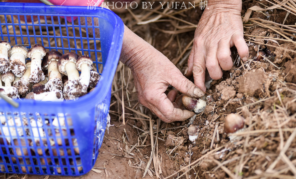 受新冠疫情影响，重庆潼南10万斤姬松茸销售受阻，老板欲哭无泪