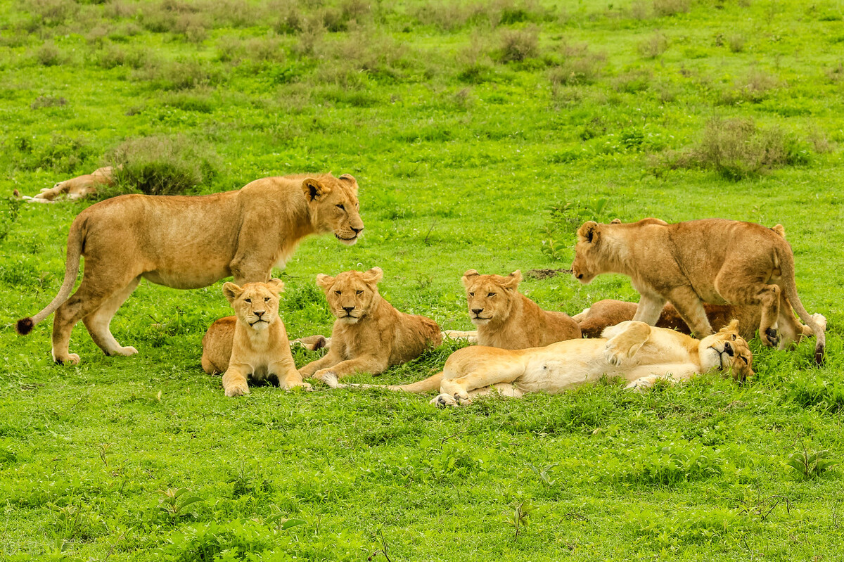 为什么要把一只雄狮放在老虎群里,老虎为什么是独居而狮子却是群居