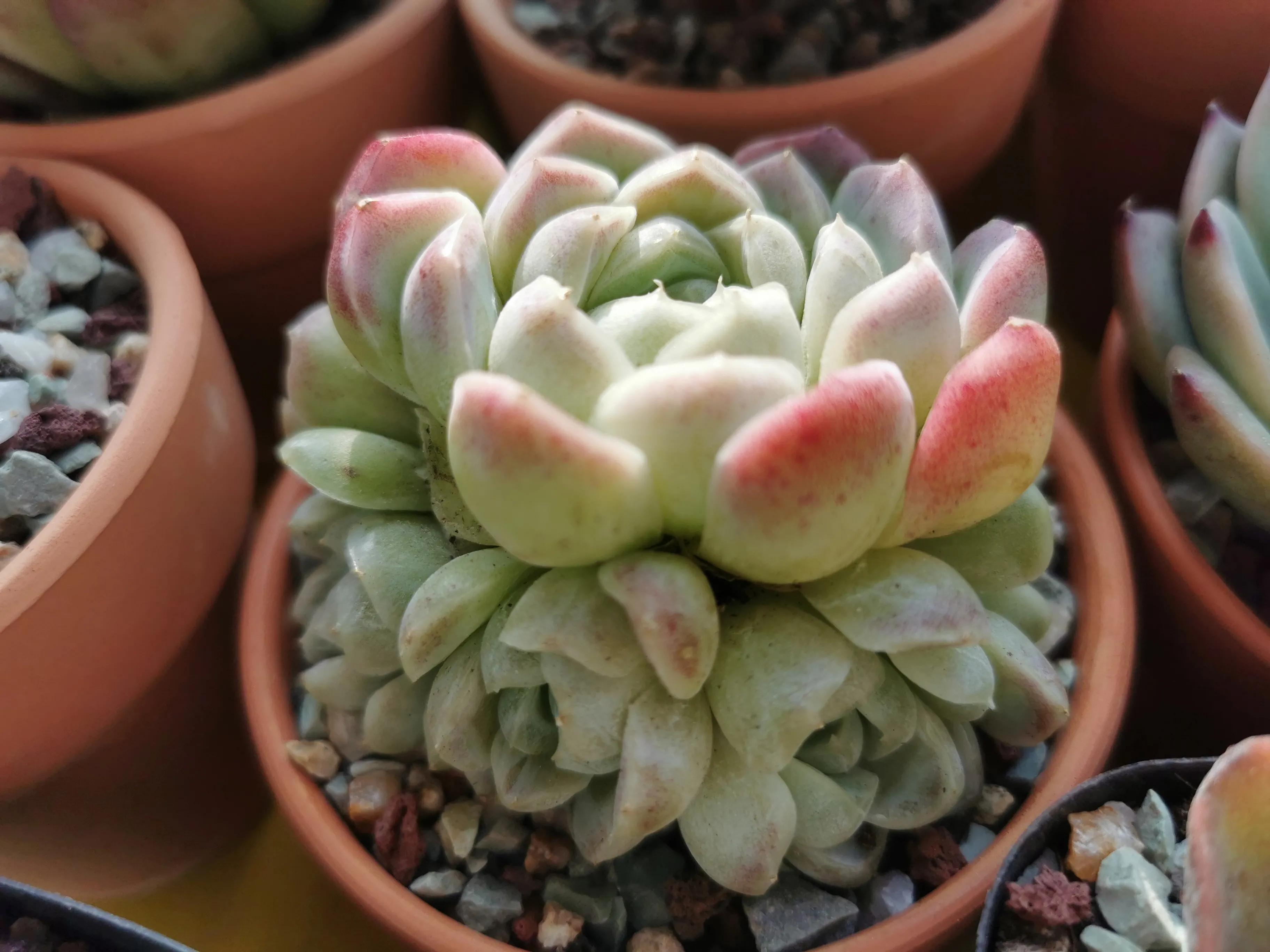 多肉品种大全大集合,多肉35元一盆图片