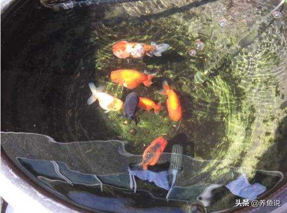 圆形鱼缸养什么鱼最合适,大鱼缸能养小型观赏鱼吗