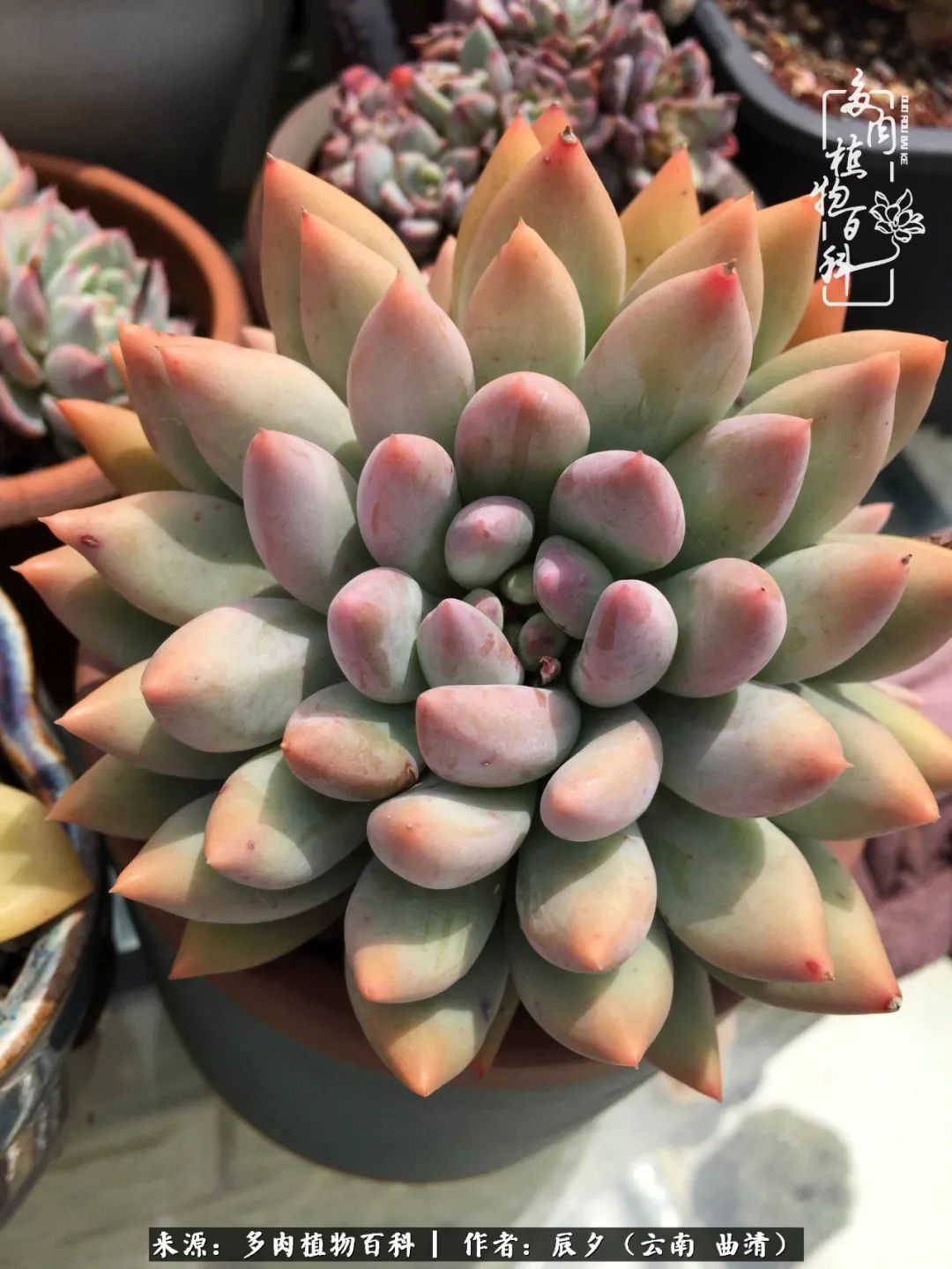 缂辩换鏃栨棊钁宠暏鐢熼,缂辩换鏃栨棊钁宠暏鐢熼鍑哄