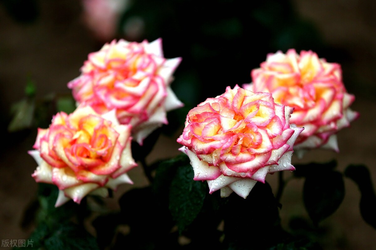 送花的礼仪中有什么讲究,正确送花和错误送花