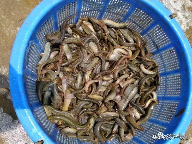 养鱼近期行情如何呢,养殖行情不好如何突围发财