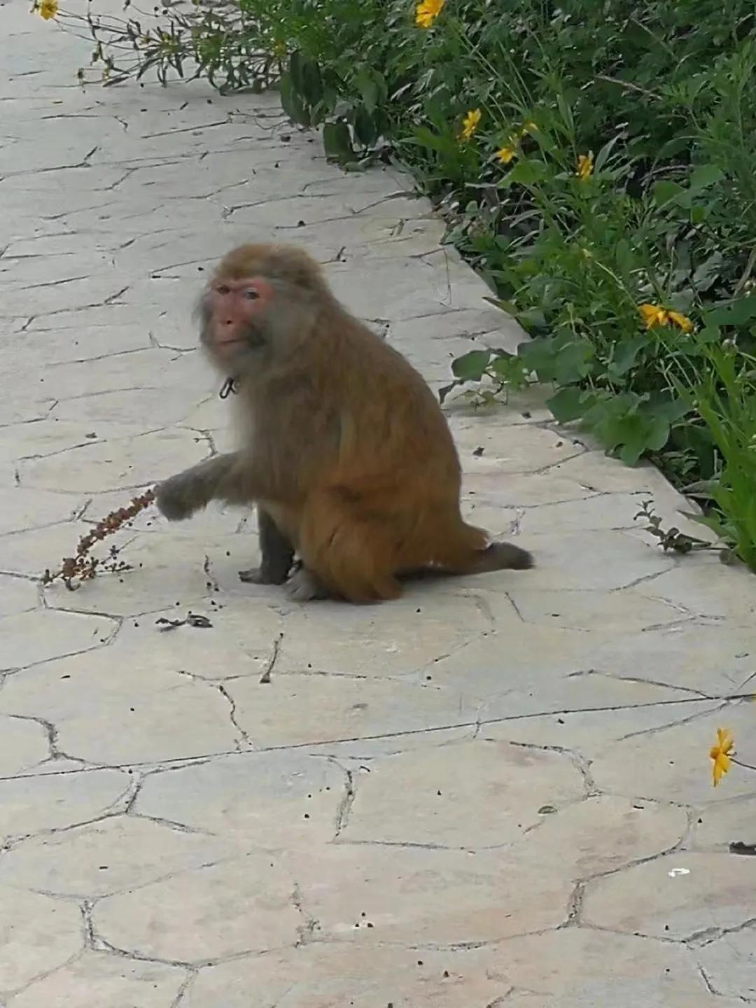 曲阜九仙山烤全羊,五莲九仙山风景区烤羊