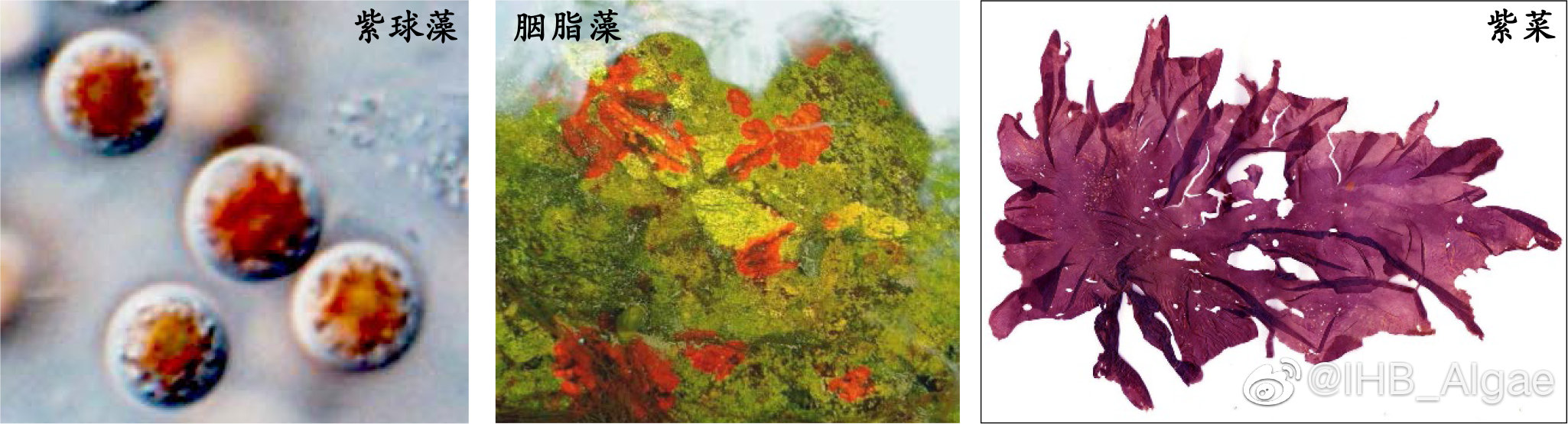 什么是藻类,什么是藻类图片