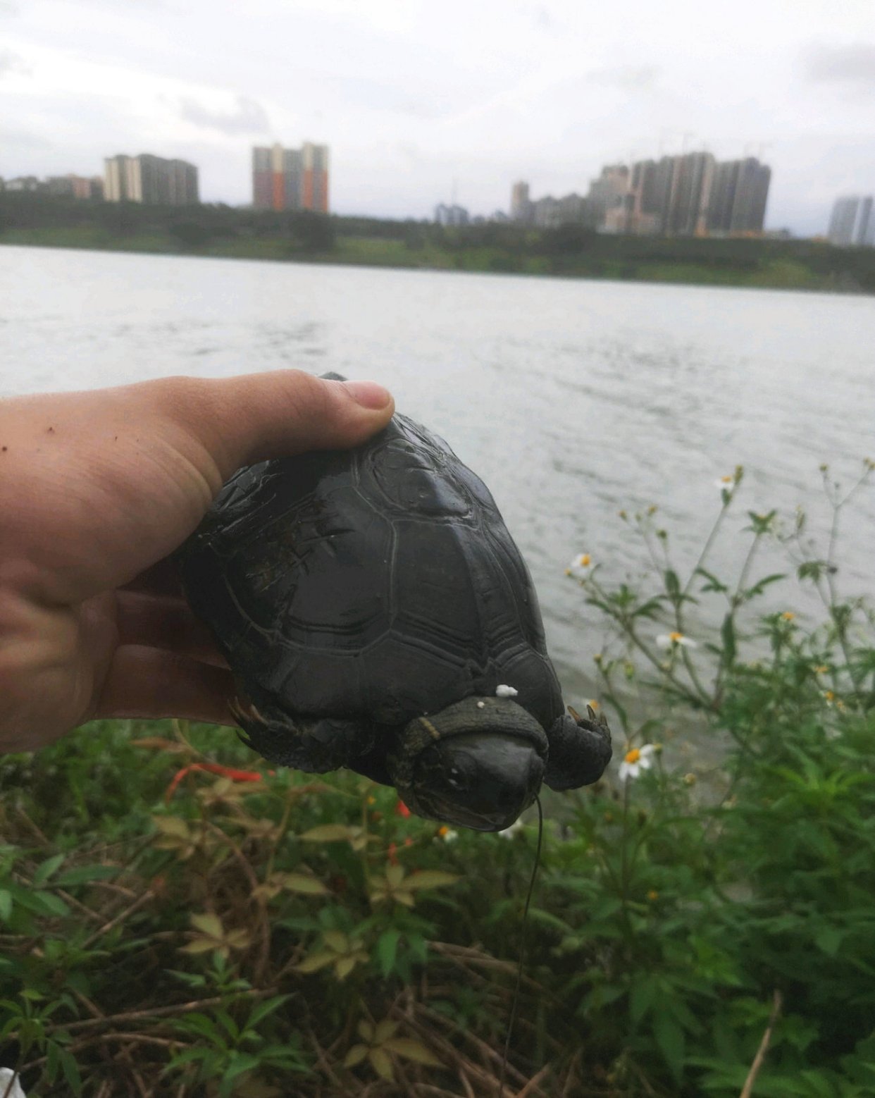 南宁钓友钓了只墨龟，背上刻了“宁莉陈”三个字，钓友：想养起来