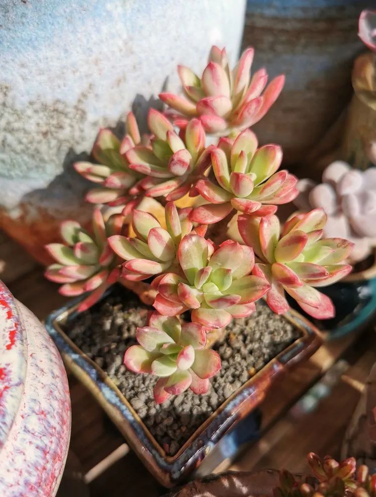 人生就像养多肉一样,人生如同养多肉时间不会怠慢