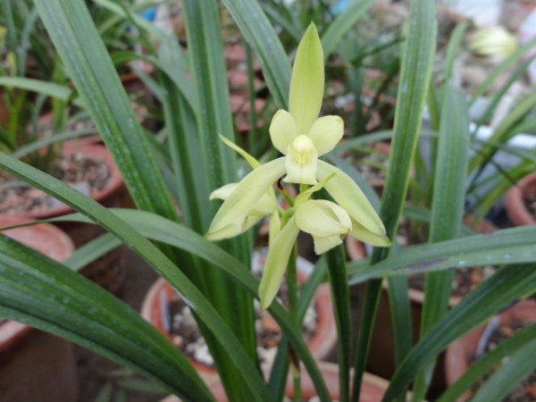 兰花既好养又开花香的品种,哪种兰花名贵且香味最好