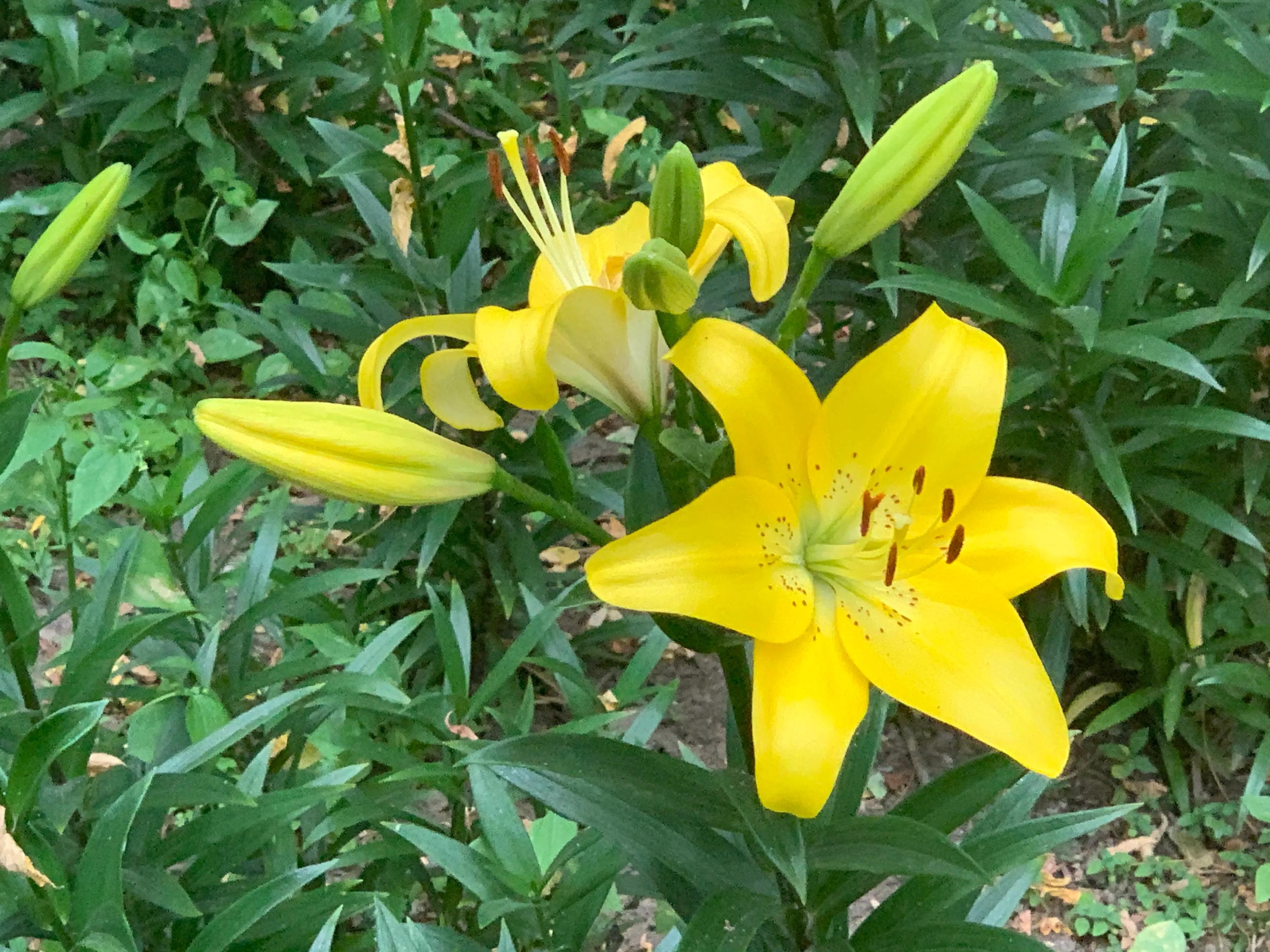 吉祥如意的百合花为您盛开