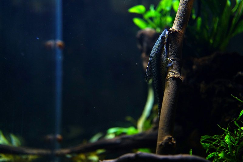 南美水族论坛推荐,南美水草造景论坛