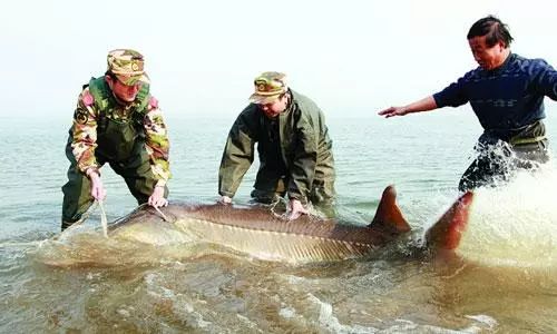 大马哈鱼肉饺子,鲜大马哈鱼做饺子