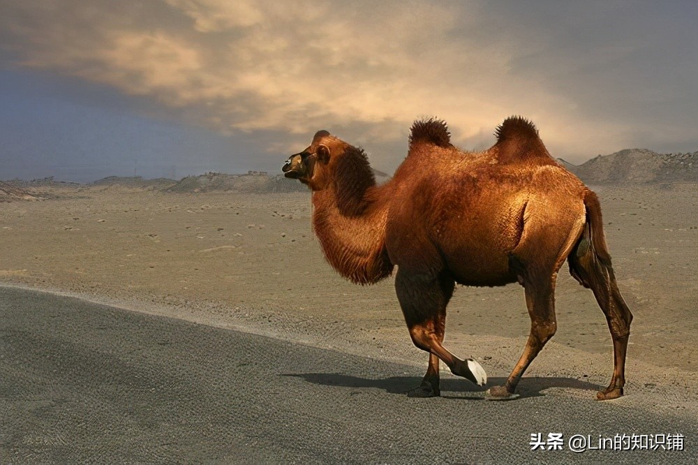 12个趣味冷知识,10个有趣的冷知识你知道多少