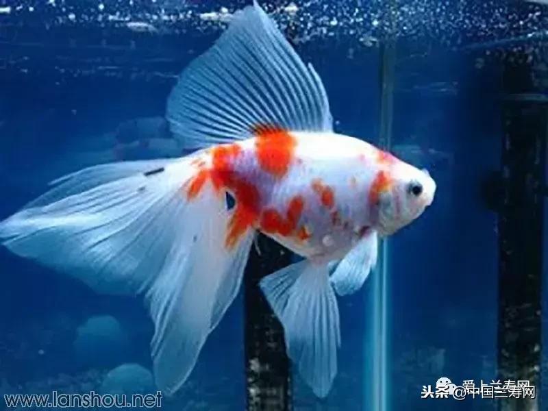 生命力最大的金鱼品种有哪些,十大最好的金鱼品种