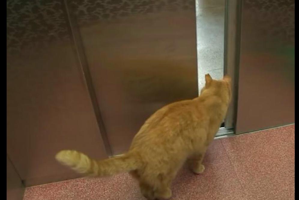 老爷爷去世猫咪也去世,老人去世后猫咪含泪随主人而去