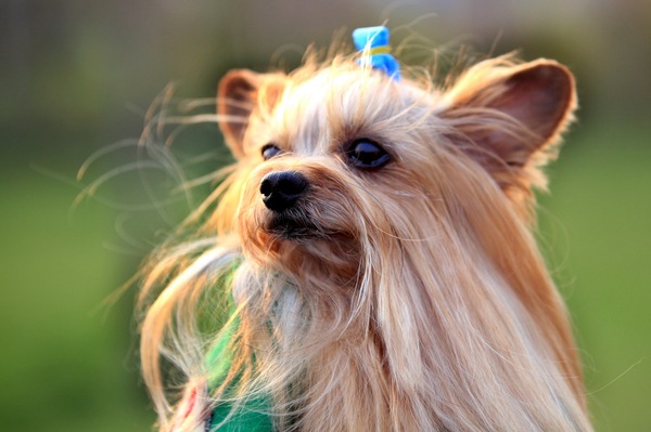 热门小型犬,适合女生养的狗小型犬长不大