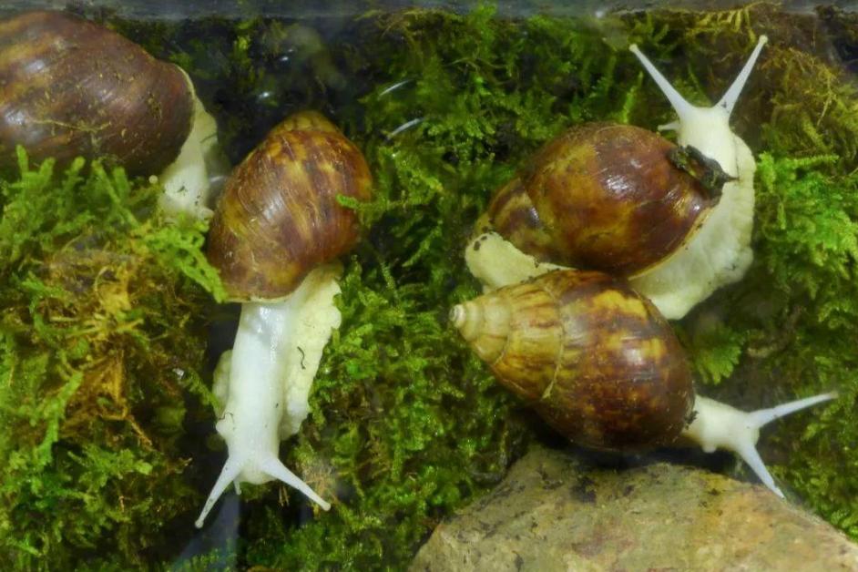 2斤重的非洲蜗牛，入侵我国多年，菜农“谈之色变”