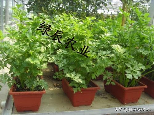 农村种植创业的项目小本生意,农村蔬菜大棚创业项目