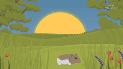 仓鼠为什么把食物都塞到嘴里面去,仓鼠为什么要往嘴巴里塞食物呢