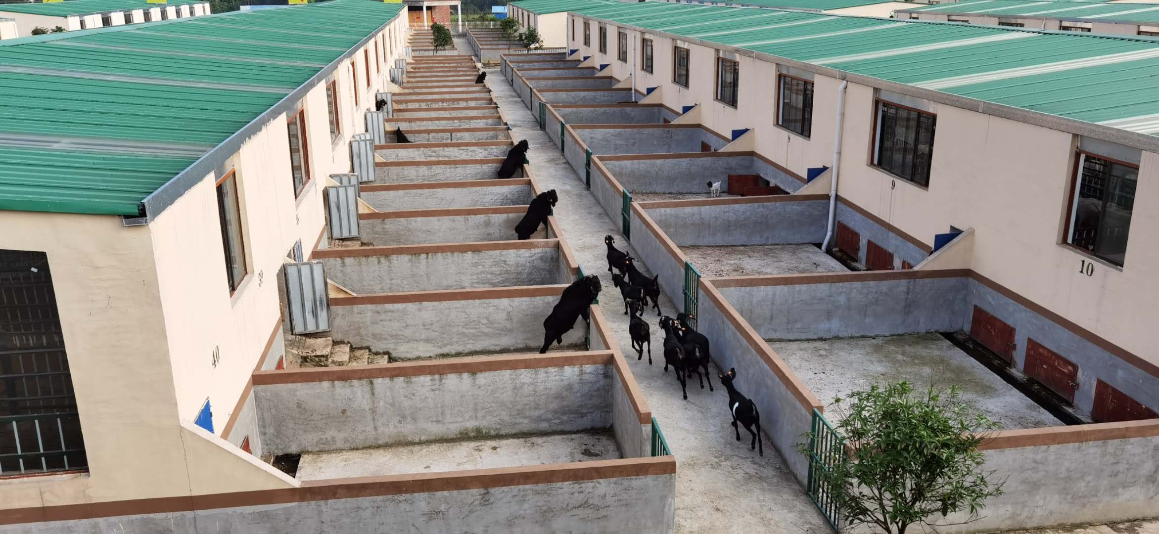 2024年农村养羊能赚到钱吗,致富之路100种赚钱方法养羊