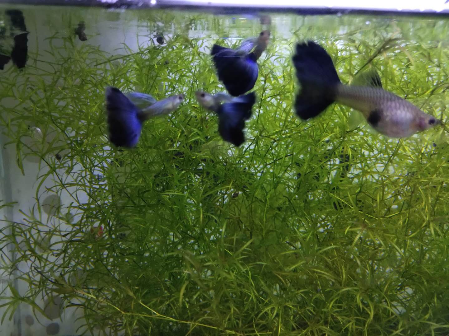 鱼尾巴不是纸做的，因为水质不好或寄生虫，会导致尾巴撕裂吗？