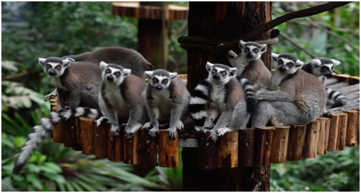 2021国庆节节广州长隆野生动物门票,广州长隆野生动物世界门票攻略