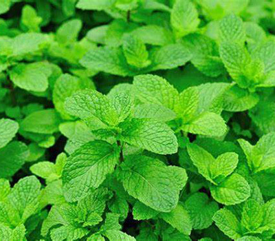 水培薄荷怎么养才能爆盆,洋薄荷水培方法