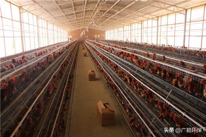 大型养鸡场污水处理方案的选择,养鸡污水怎样处理