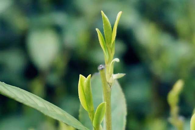龙井茶叶的品质特点有哪些,简述名茶西湖龙井茶的特点