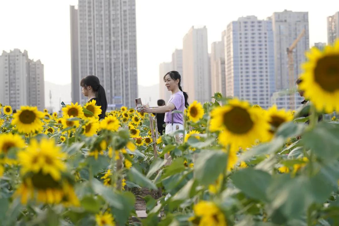 五一假期超4200万人次游四川,北碚国庆节旅游收入