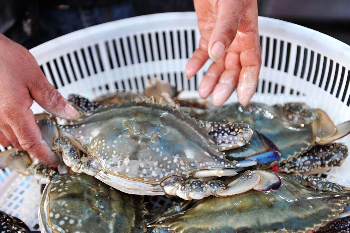 哪种螃蟹可以吃哪种螃蟹不能吃,螃蟹的正确蒸煮方法死蟹能吃吗